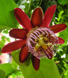 Passiflora-alata-flower