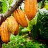 cacao-fruit