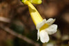 catuaba-anemopaegma-flower-close-up-the-tropical-link