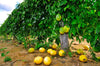 passiflora-alata-fruits